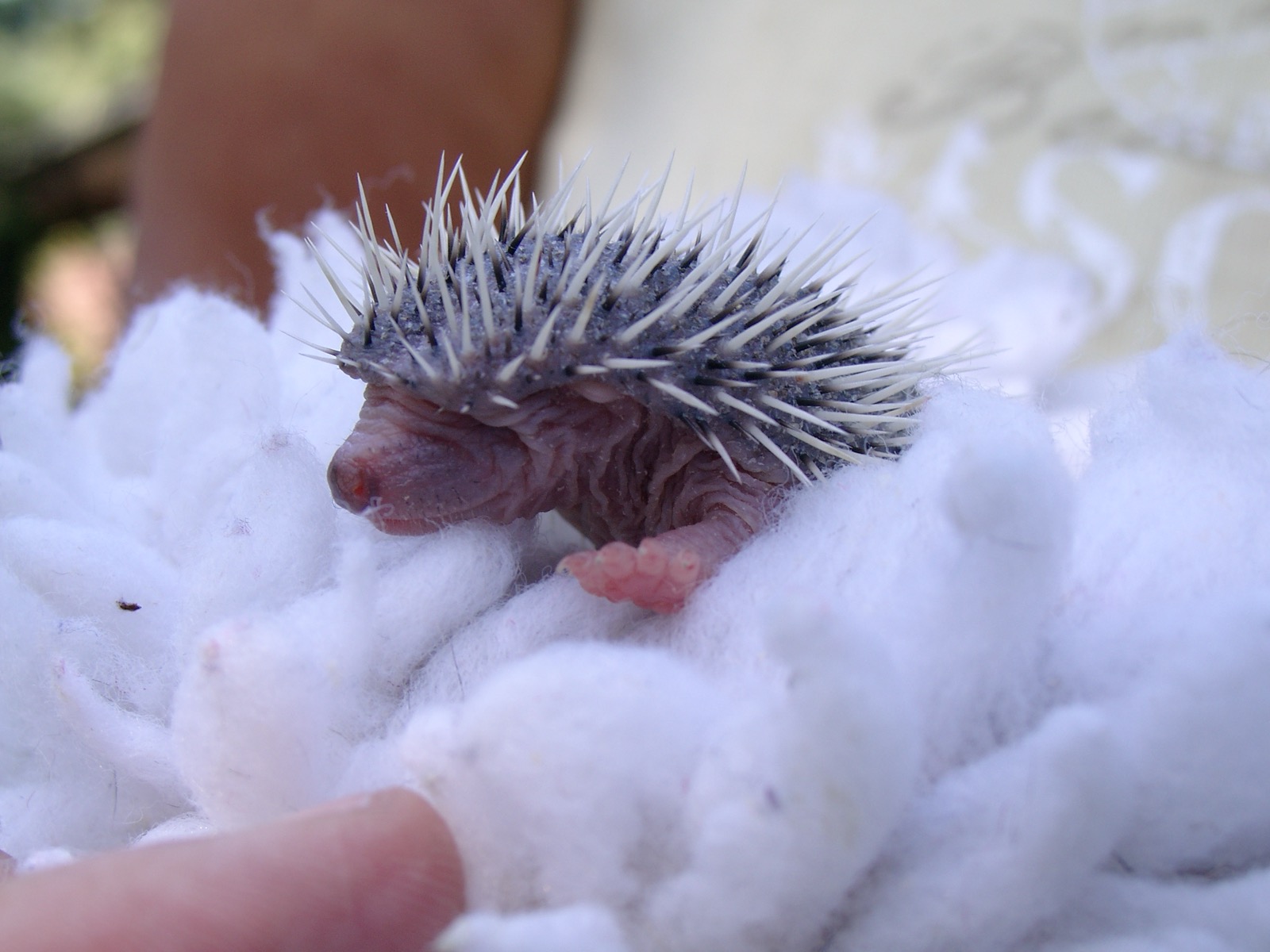 Tier in Pflege bei der Tierstation Arche